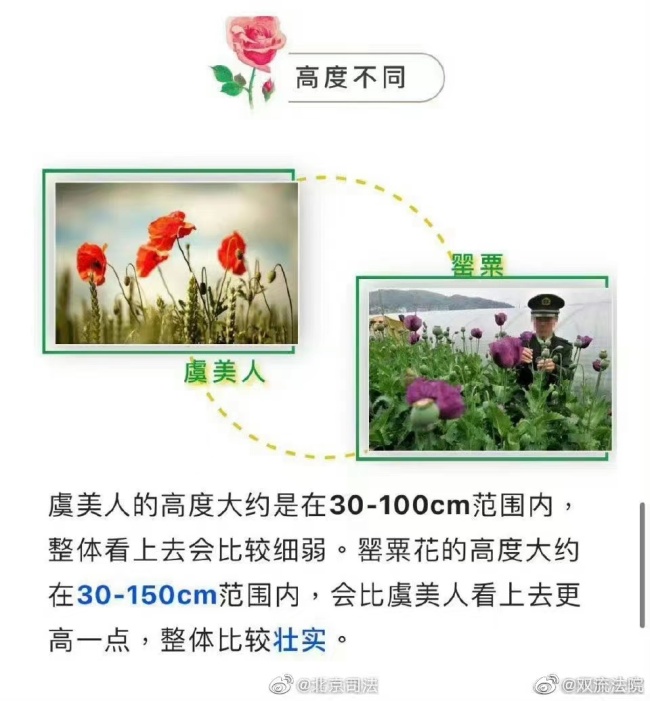 鱼目混珠！男子菜地里种罂粟和虞美人混一起 被依法行政处罚