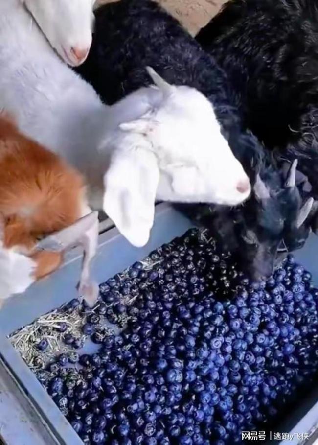男子用不新鲜蓝莓喂羊：品控出现问题，没法卖 网友：人不如羊