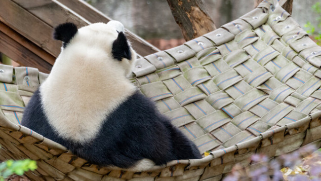 园方谈饲养员敲打大熊猫：视频中的力度达不到‘拍打’的程度