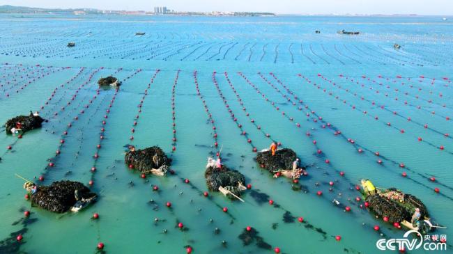 山东威海进入海带收获旺季