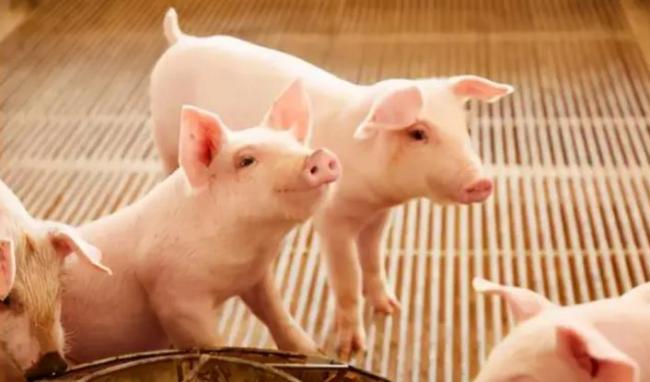 生猪价格或将温和上涨，下半年逐渐向好！