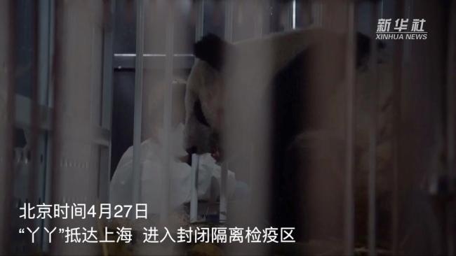 丫丫回国后首次露面：缓缓走向镜头 身边放满竹子