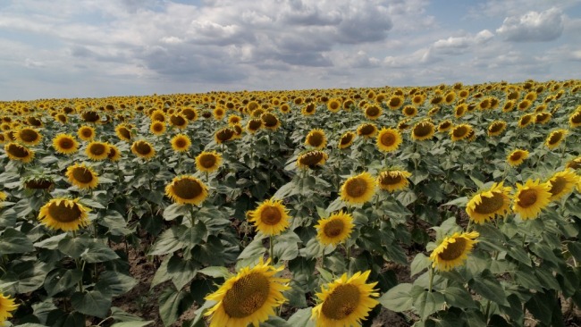 欧盟与波兰等五国达成协议允许乌克兰农产品转运