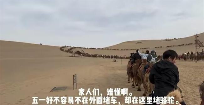 敦煌“堵骆驼”了 景区：2400多峰骆驼仍供不应求