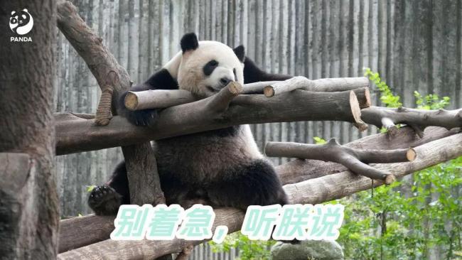 官方辟谣大熊猫香格生病：处于发情期+脱毛季