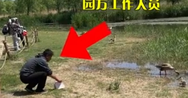 游客私自带走大雁被制止，工作人员：已找不到其原生家庭