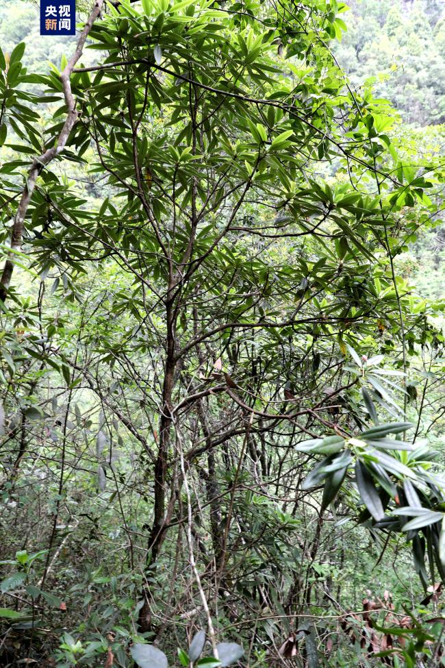 广西发现两个野生植物新物种