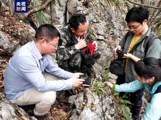 广西发现两个野生植物新物种