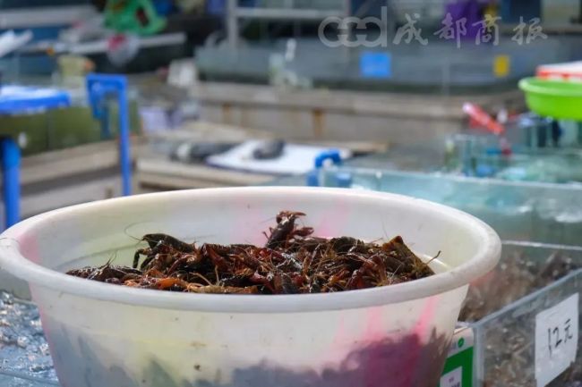 小龙虾大量上市价格近腰斩 最低10元一斤 医生紧急提醒