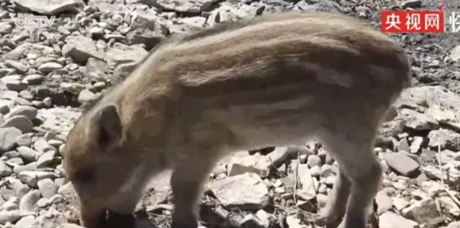 3年前救的野猪带3娃回来