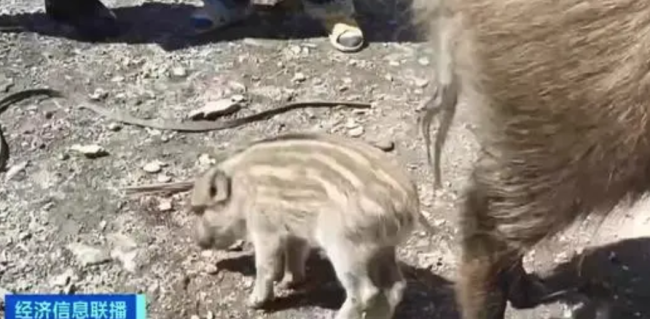 3年前救的野猪带3娃回来