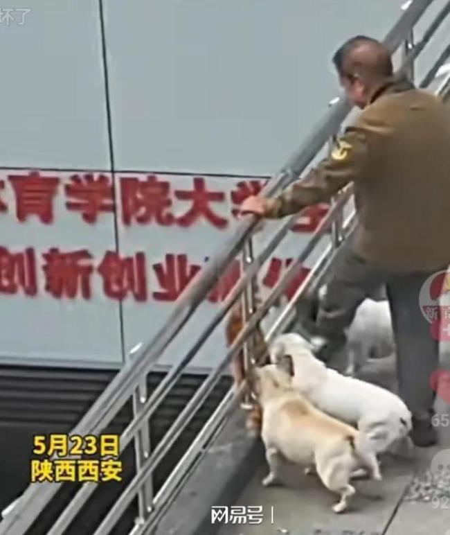老人遛狗不牵绳还将猫踢飞 网友愤怒斥责坏人变老