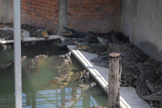 柬埔寨养殖户被40只鳄鱼撕咬身亡，因其想把一只鳄鱼从生产的笼子里抱出