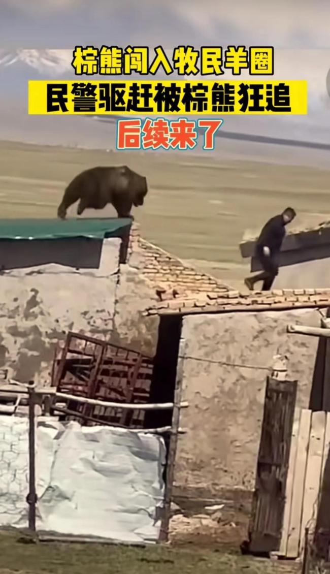 后续来了！民警驱赶棕熊反被追上房顶，幸好无人伤亡
