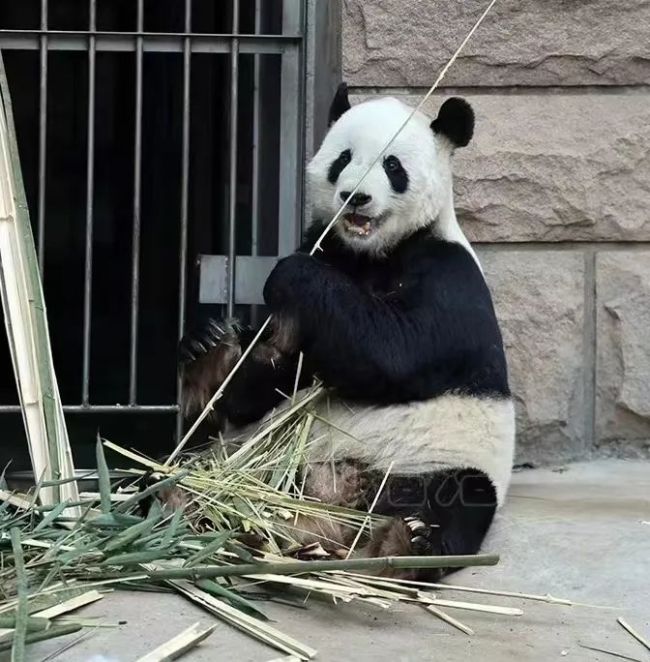 丫丫回家后 北京西直门动物园大熊猫全家福更新 