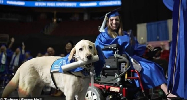 美一服务犬获“大学文凭”：陪伴主人完成了所有课程！