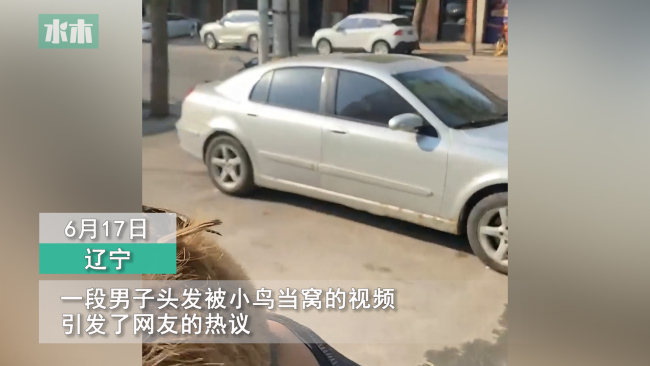 男子头发被小鸟当鸟窝 朋友想帮忙驱赶却怎么都赶不走