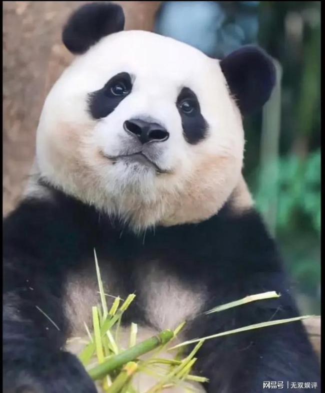 韩媒称“福宝”即将回国 希望福宝回国后能遇到一位待她很好的饲养员!