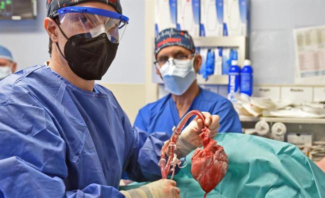 全球首例移植猪心患者两月后死亡 猪心脏移植人类失败原因