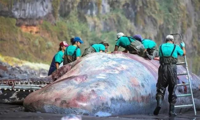 一搁浅的抹香鲸尸体中被发现9.5公斤龙涎香 价值390万元