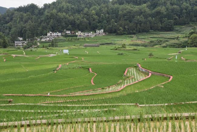 贵州：特色生态农业助力乡村振兴迈向“绿富美”