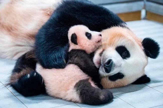大熊猫华妮生下双胞胎 为增进中韩友谊继续注入新的正能量