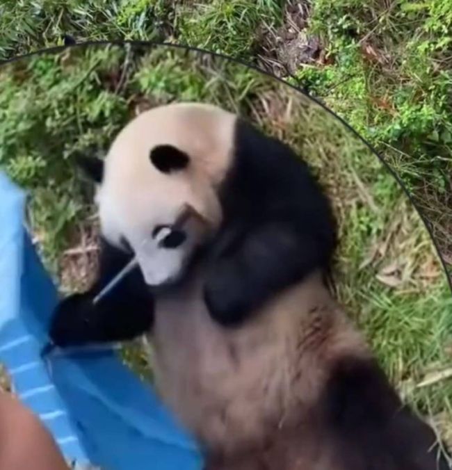 大熊猫撑开了游客掉落的伞 熊猫：哦莫，新鲜的大笋笋吗？