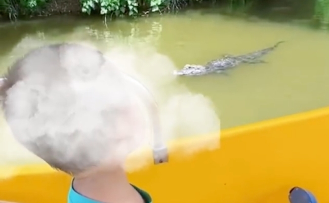 男子带娃动物园投喂鳄鱼，景区：近期有活动，允许投喂！
