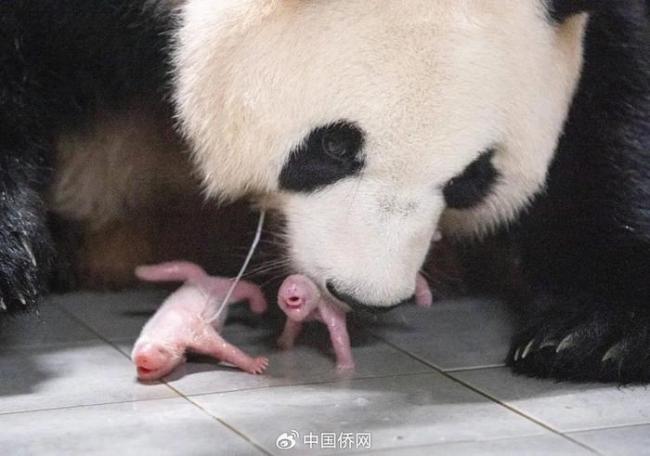 姜爷爷谈爱宝产下双胞胎,再也不用和宋爷爷抢了