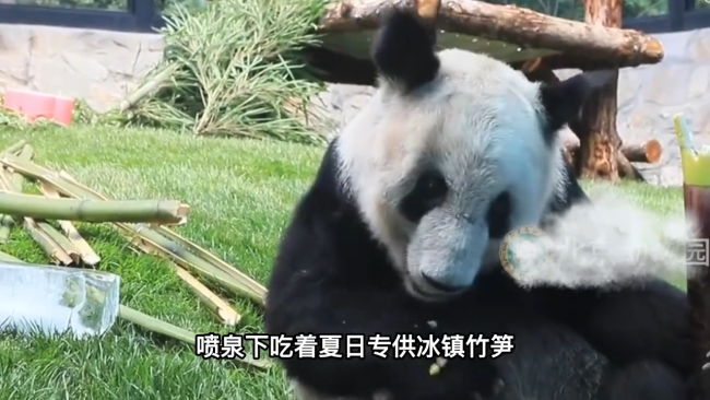 丫丫大口吃冰镇竹笋