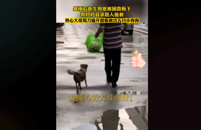 男子救出5只被困狗崽