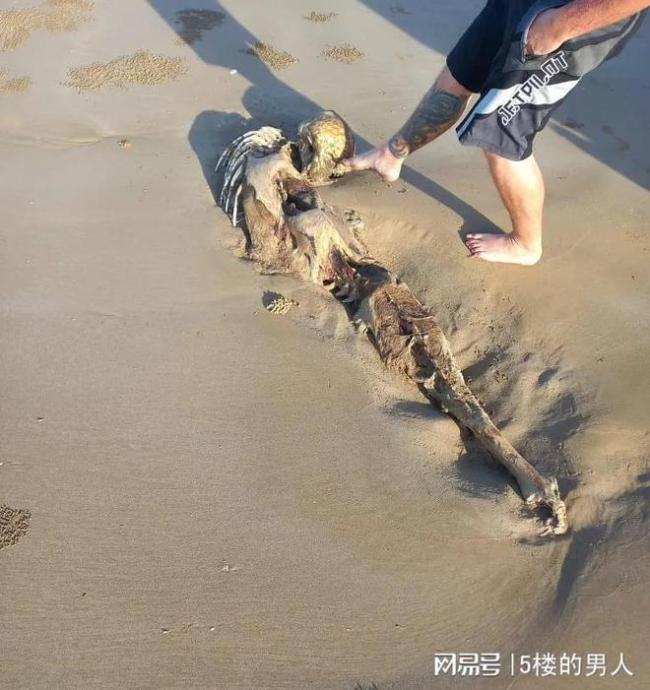 澳洲一遗骸长得像外星人，专家也被这个生物的骸骨图片难住了