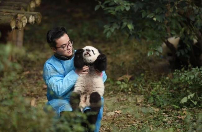网红熊猫饲养员“发箍奶爸”被曝出轨 致粉丝怀孕后神隐