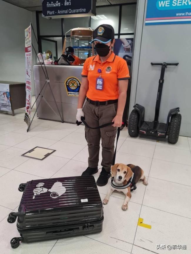 中国旅客在泰国机场被查 竟是因带了这件东西