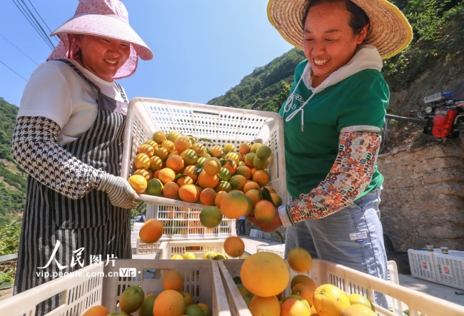 湖北秭归：夏橙丰收