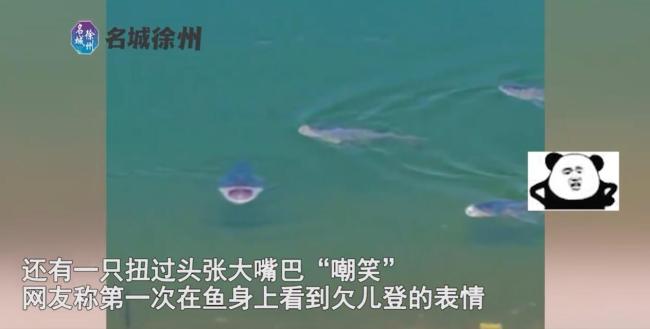 男子在禁钓区看到一群鱼，在水边来回游张大嘴挑衅：想钓不能钓