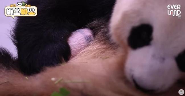 大熊猫爱宝幼崽画面曝光 开始有大熊猫的样子了！