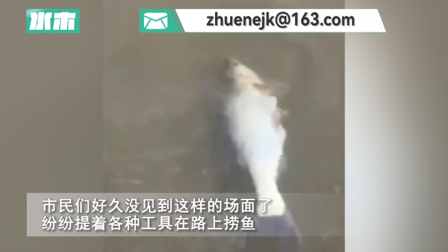 重庆暴雨后市民提桶抓鱼：大的有七八斤重，小的也有一二两