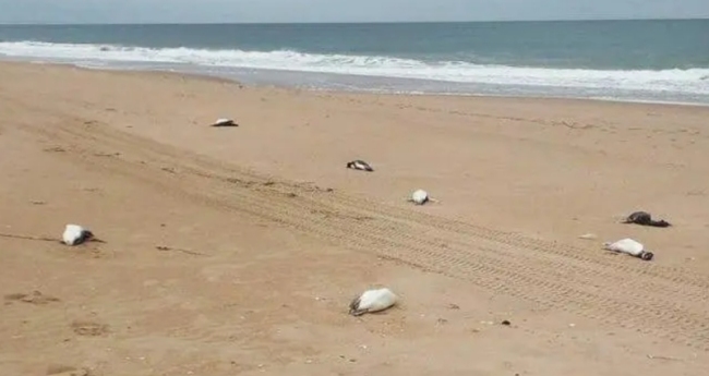 乌拉圭海岸出现死亡企鹅