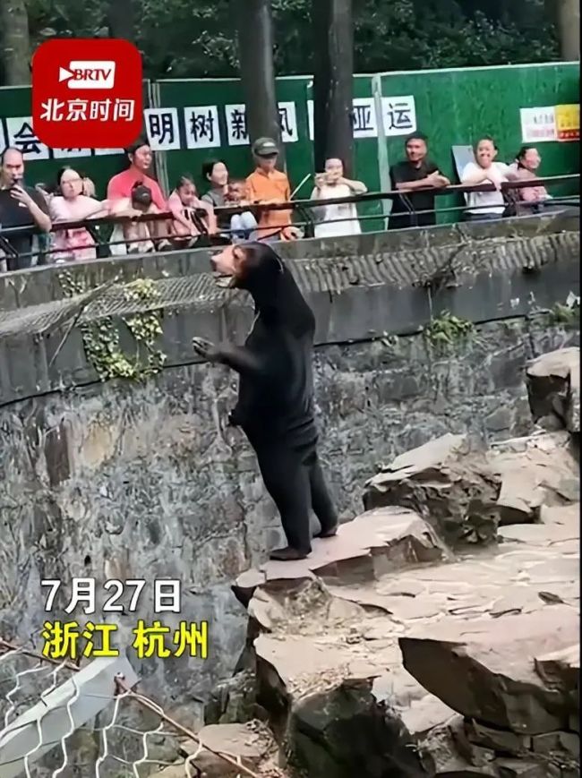 黑熊是人扮的？杭州动物园回应：那肯定是实在的动物