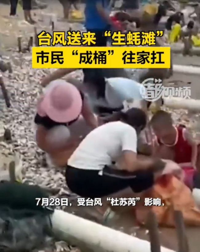 厦门漳州海滩现大量海鲜，台风送来生蚝滩