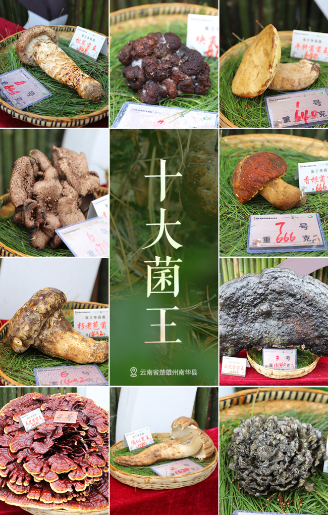 “中国野生菌之乡”办菌王选拔赛，848克松茸以6.8万元拍出