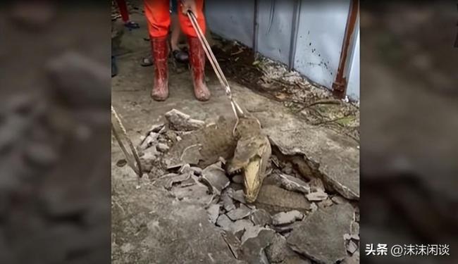 印度3只鳄鱼顶破水泥，蹿上人行道