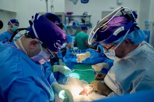 猪肾移植人体撑过1个月，向实现替代性移植器官迈出新一步
