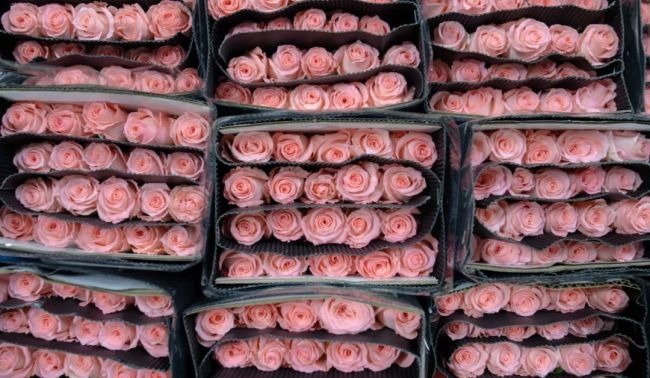 今年七夕玫瑰花低至10元一扎 “乌梅子酱”色玫瑰成价格冠军
