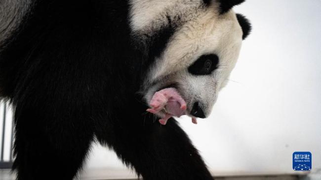 俄罗斯历史上首只大熊猫幼崽降生