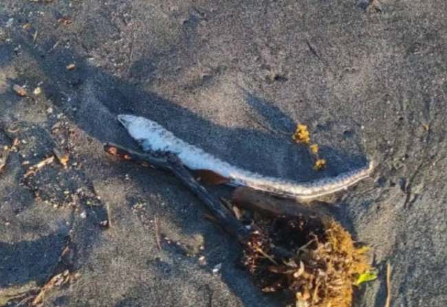 日本一海滩遍地鳗鱼尸体，景象令人心碎！