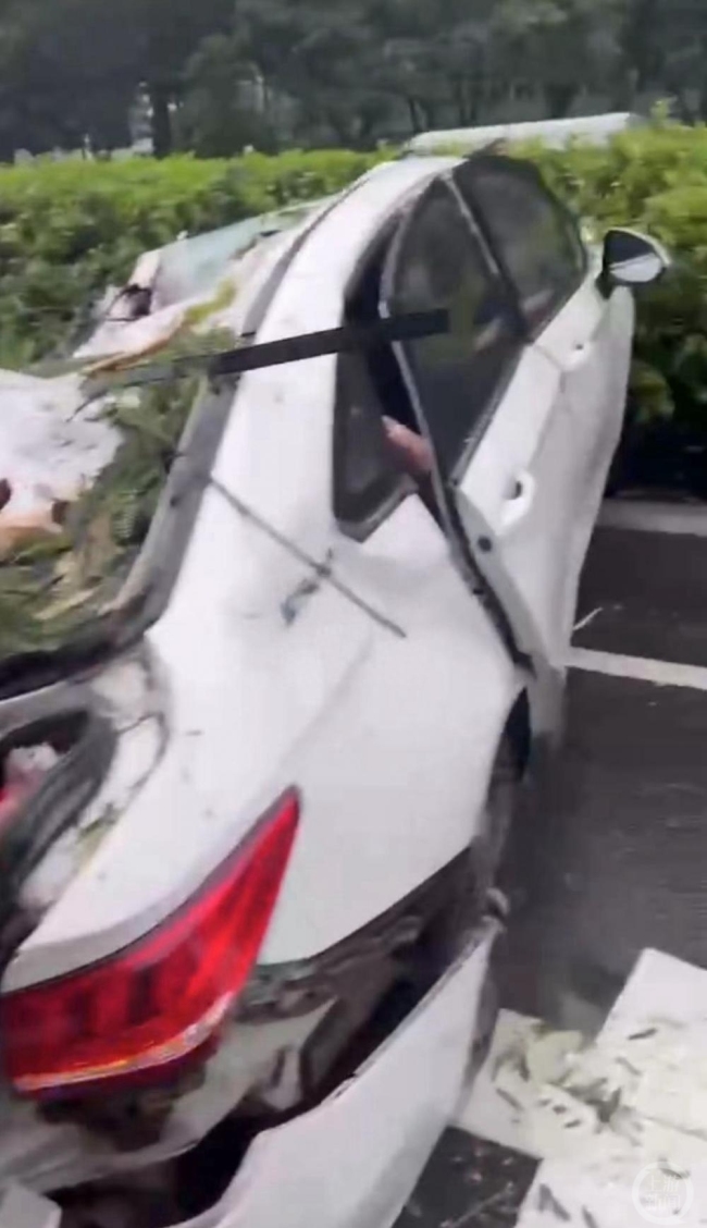 深圳台风吹倒大树砸中车辆司机身亡，两女子受伤获救