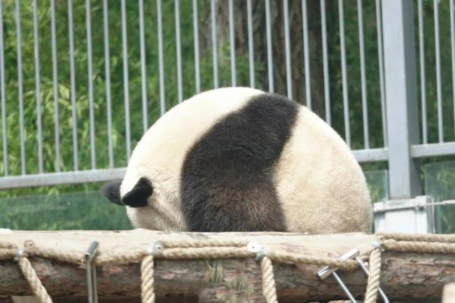 大熊猫萌兰又胖了？网友：总算知道么么猪的由来了