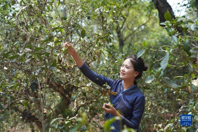 “普洱景邁山古茶林文化景觀”申遺成功